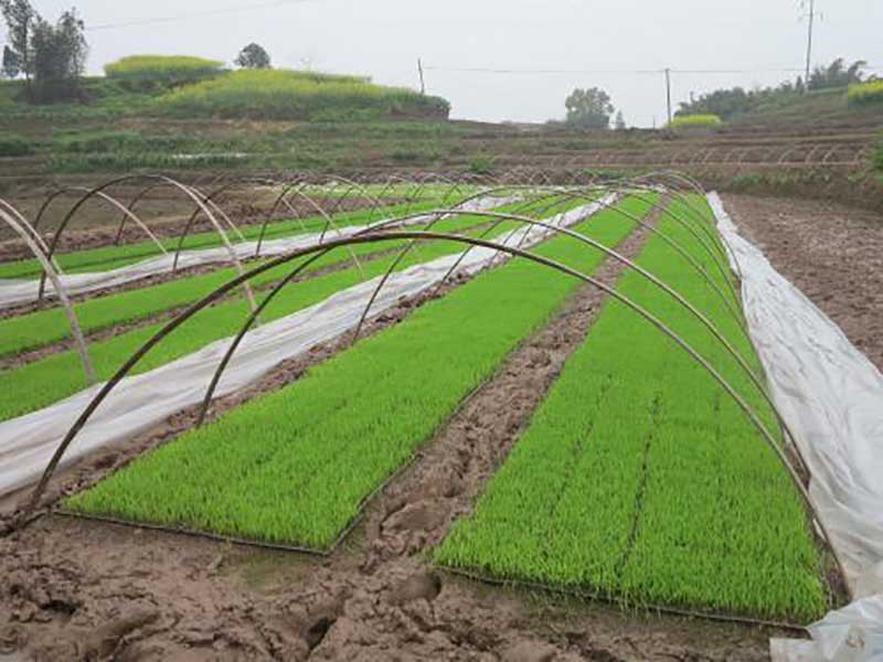 荊州大米廠家 荊州大米廠家